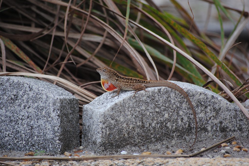 My Little Lizards -  2014