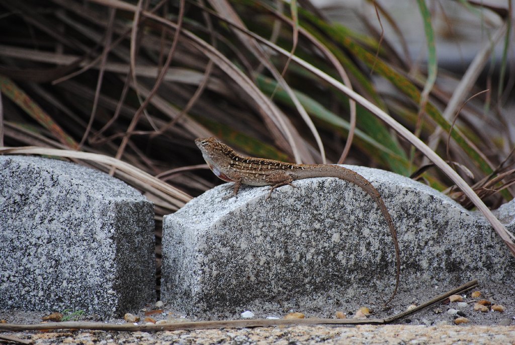 My Little Lizards -  2014