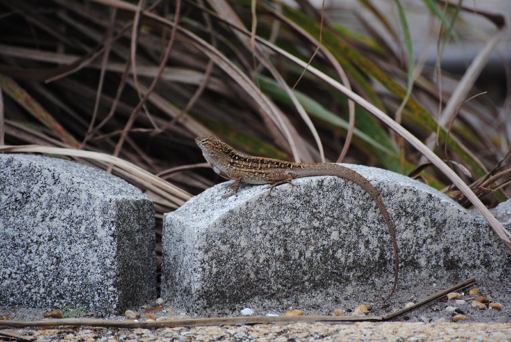 My Little Lizards -  2014