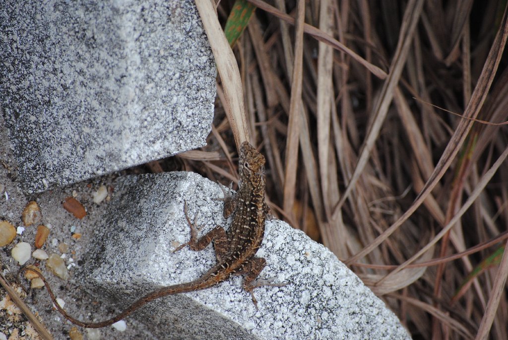 My Little Lizards -  2014