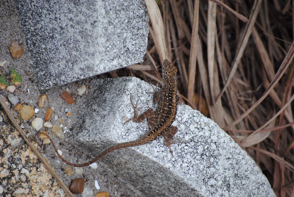 My Little Lizards -  2014