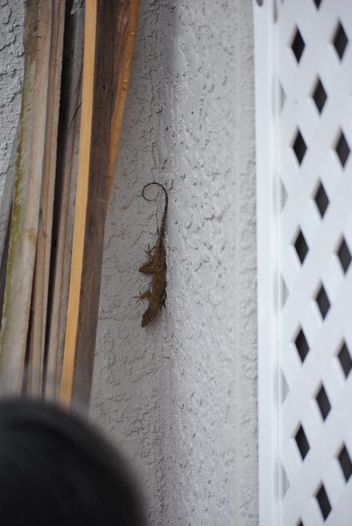 My Little Lizards -  2014