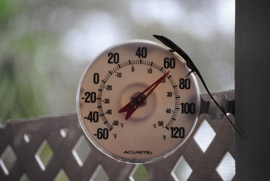 My Little Lizards -  2014