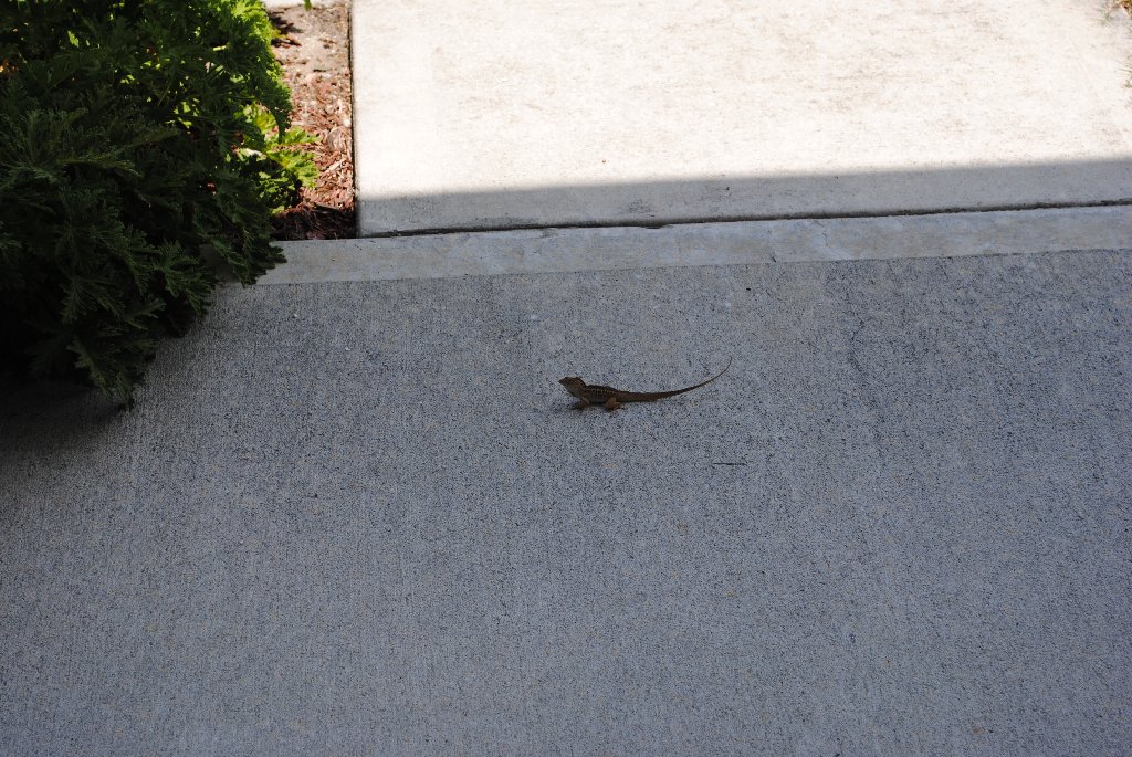 My Little Lizards -  2014