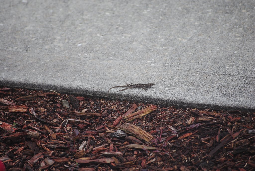 My Little Lizards -  2014