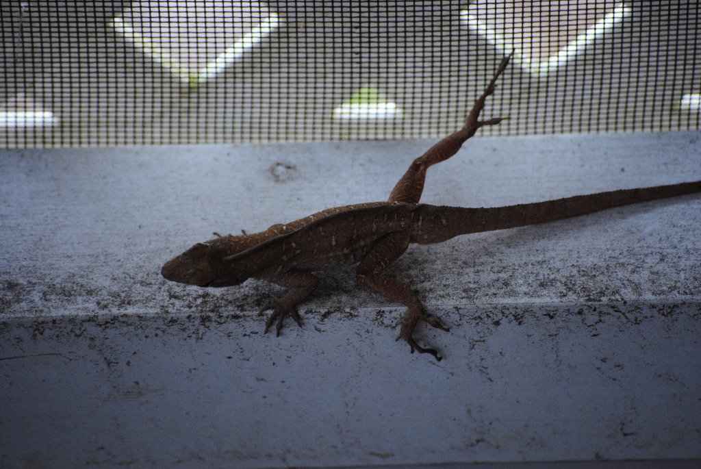 My Little Lizards -  2014