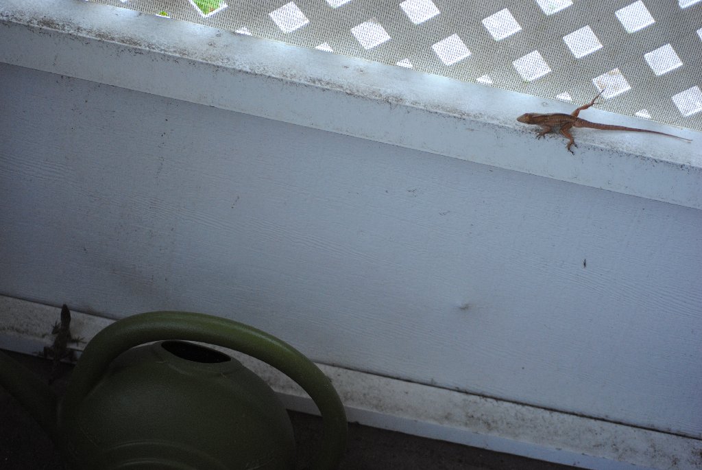 My Little Lizards -  2014