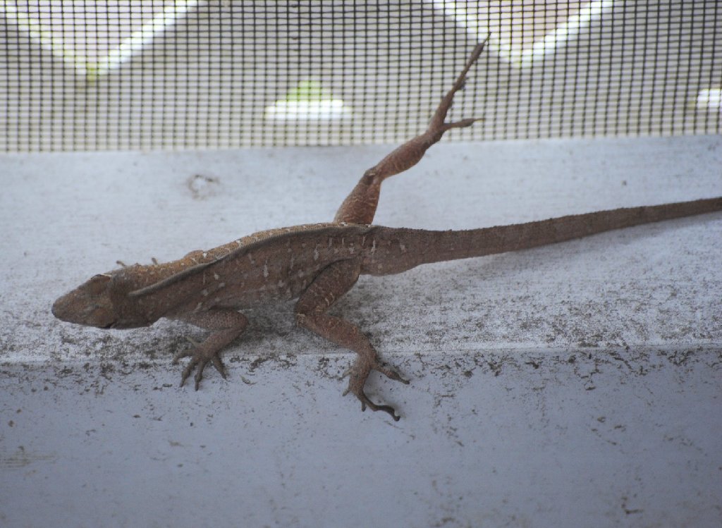 My Little Lizards -  2014