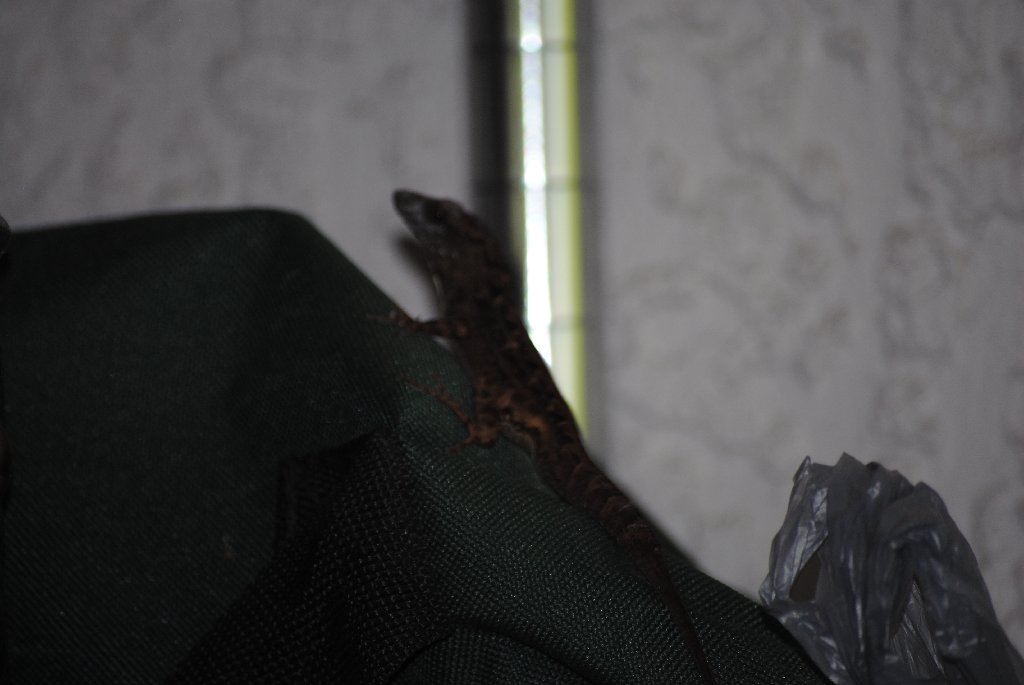 Our Pourch Lizards
