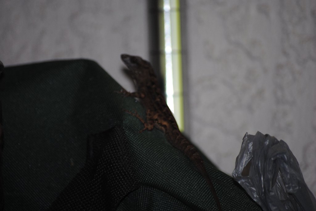 Our Pourch Lizards