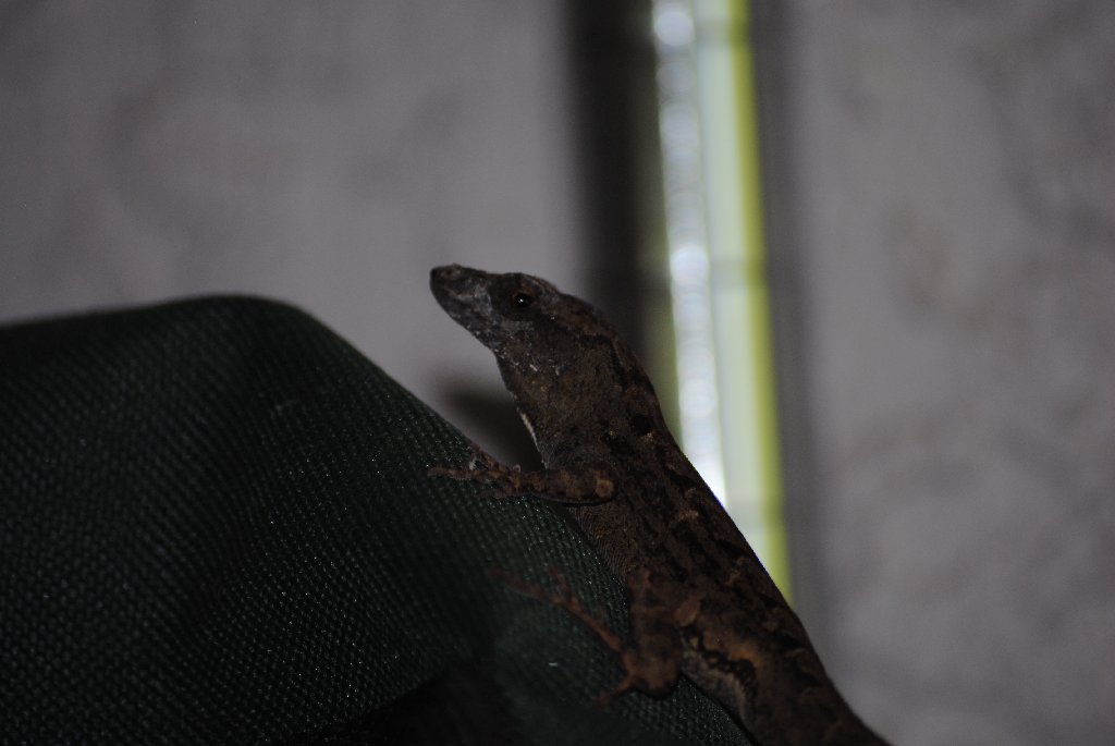Our Pourch Lizards