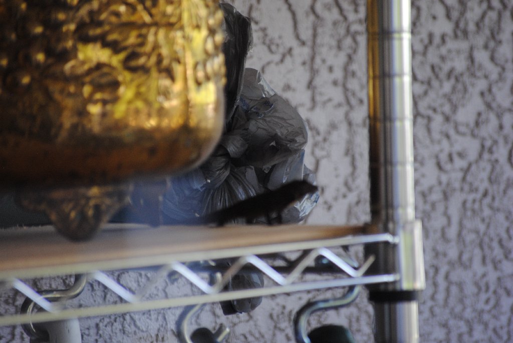 Our Pourch Lizards