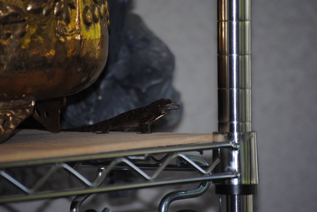 Our Pourch Lizards