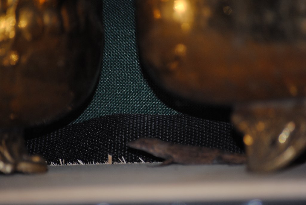 Our Pourch Lizards