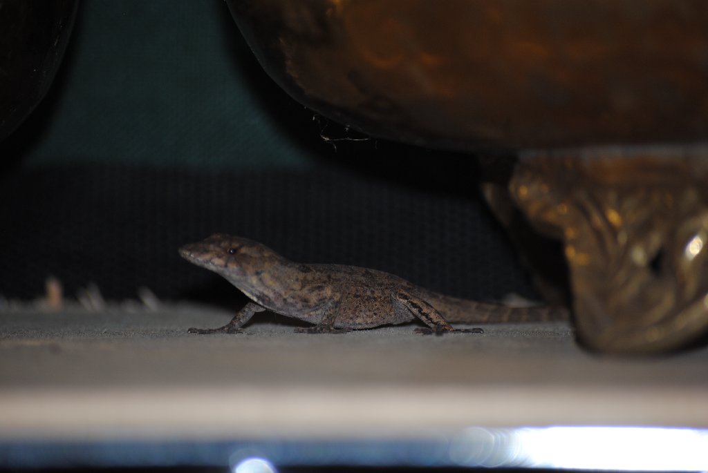 Our Pourch Lizards