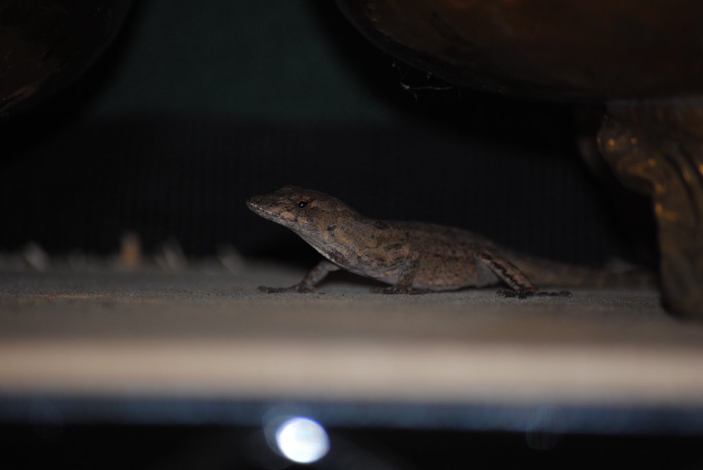 Our Pourch Lizards