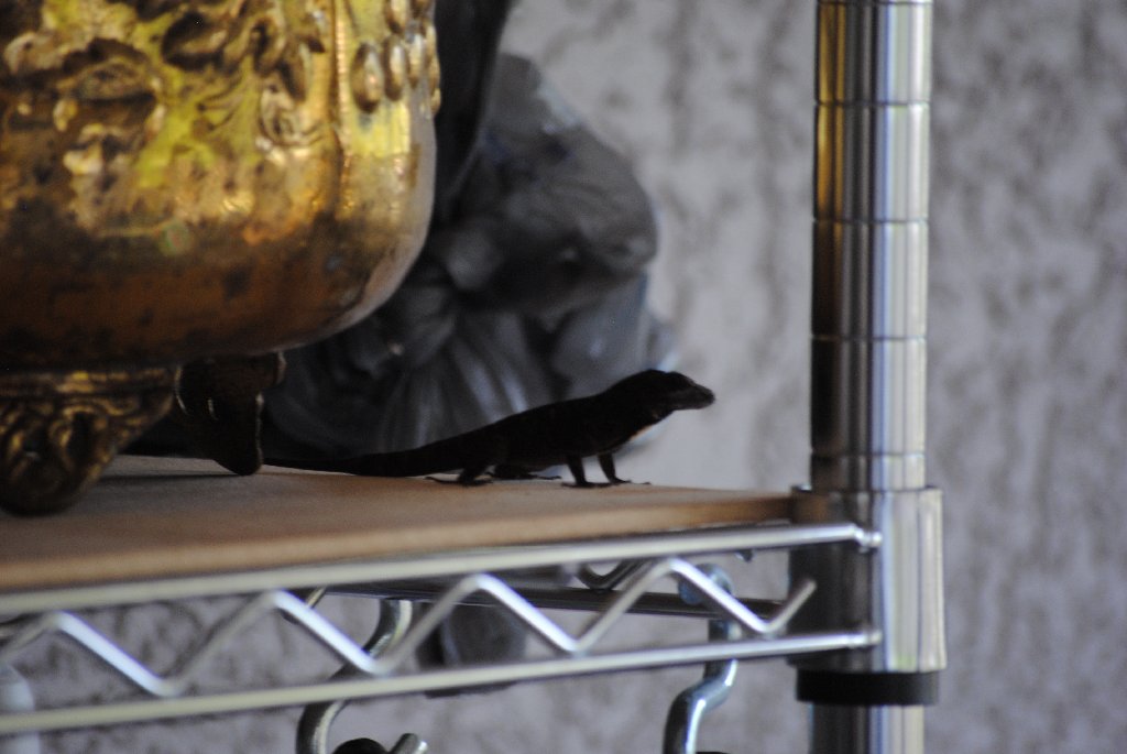 Our Pourch Lizards