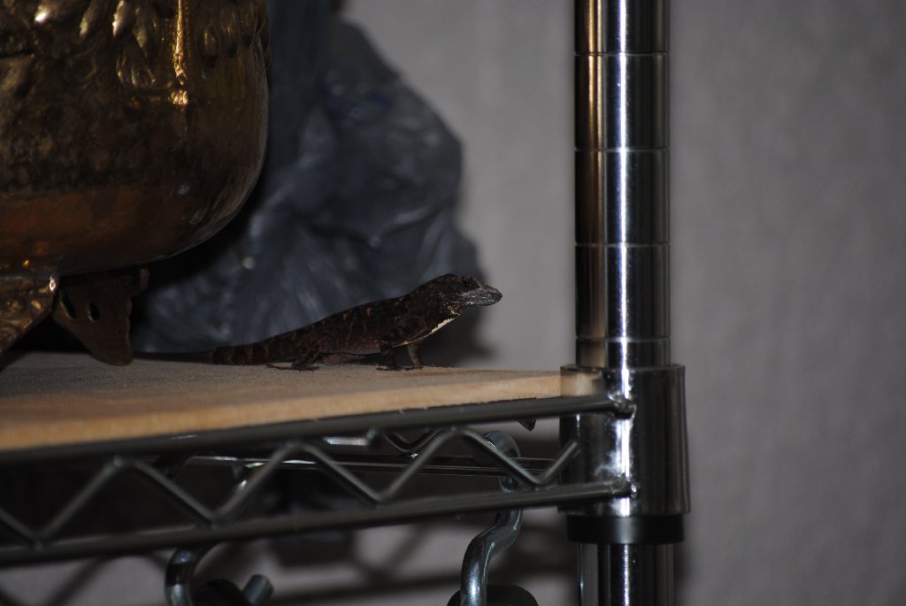 Our Pourch Lizards