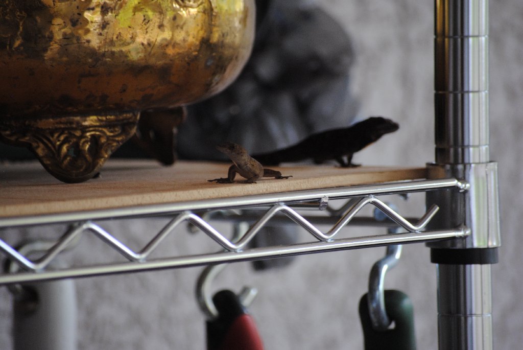 Our Pourch Lizards