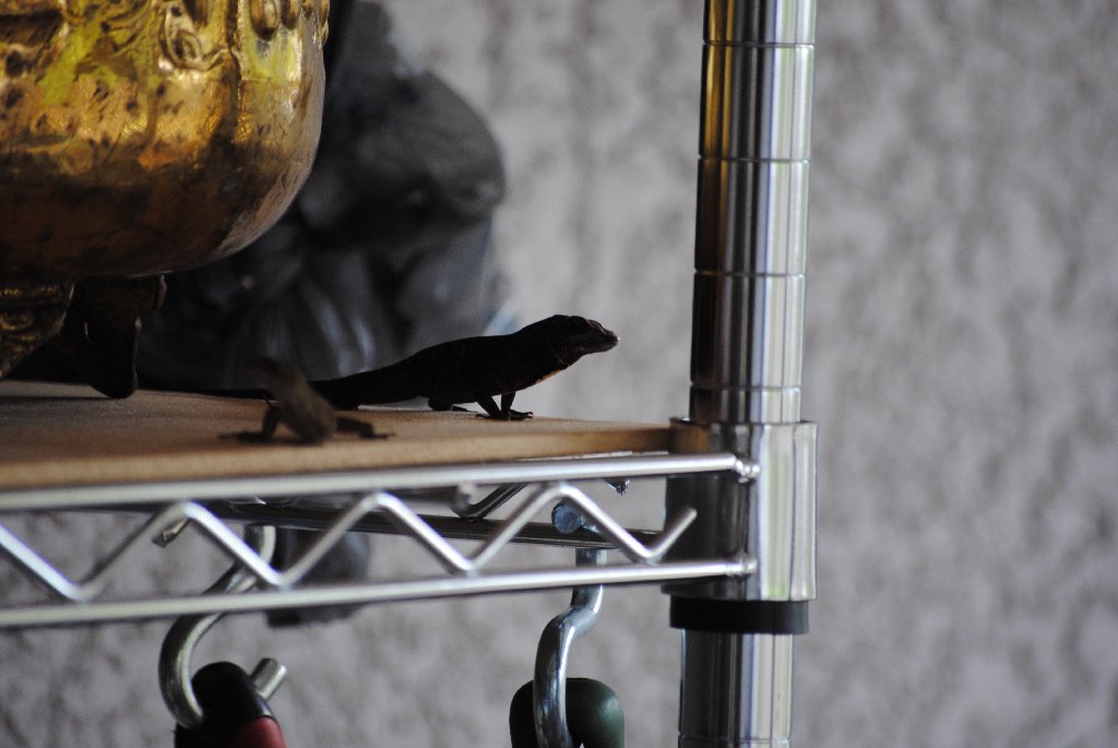 Our Pourch Lizards