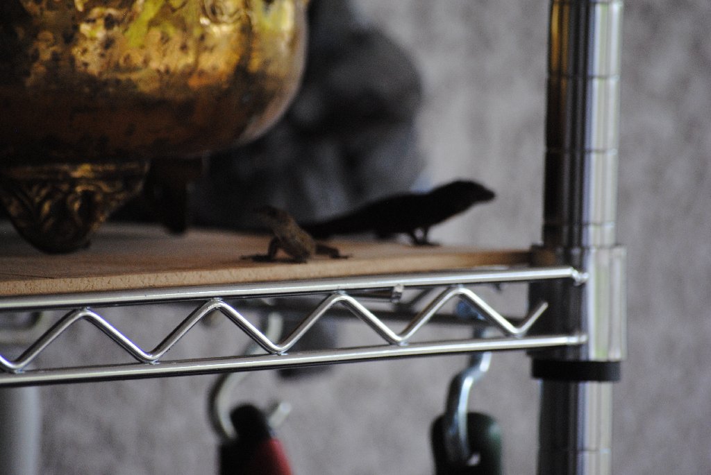Our Pourch Lizards