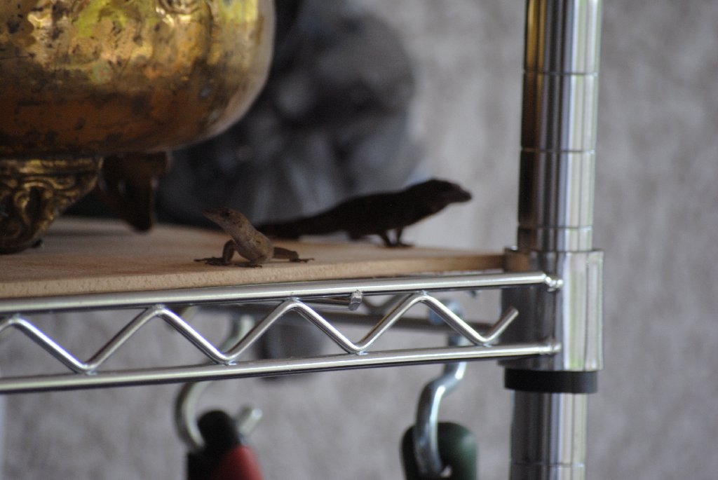 Our Pourch Lizards