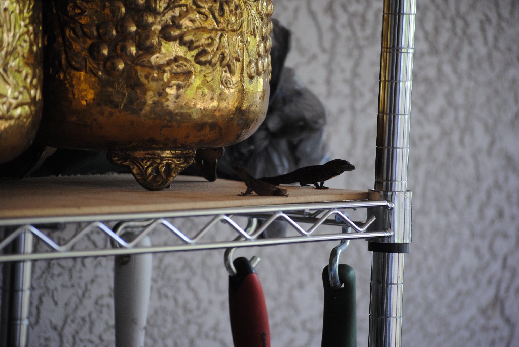 Our Pourch Lizards