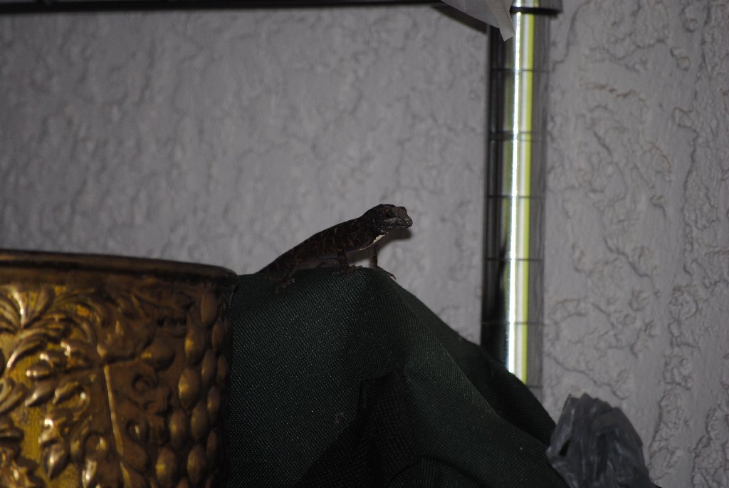 Our Pourch Lizards