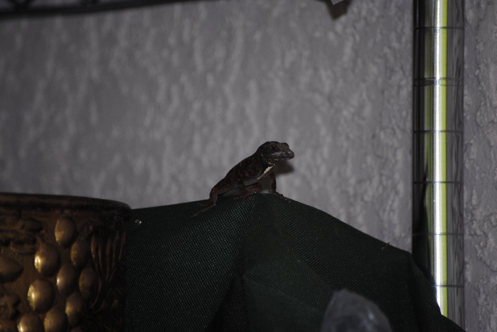 Our Pourch Lizards