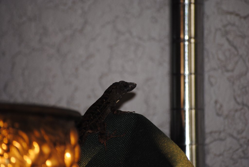Our Pourch Lizards