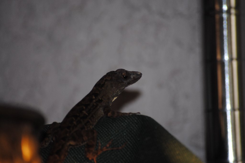 Our Pourch Lizards