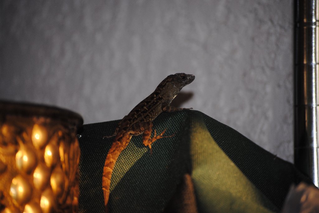 Our Pourch Lizards