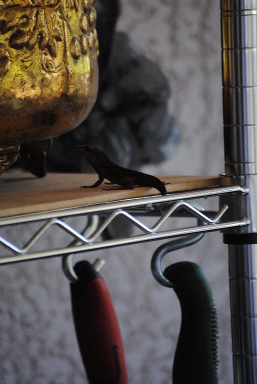 Our Pourch Lizards