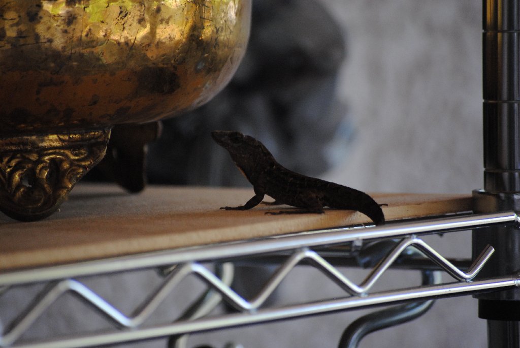 Our Pourch Lizards
