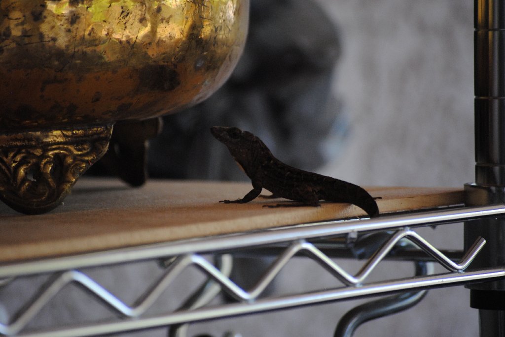 Our Pourch Lizards