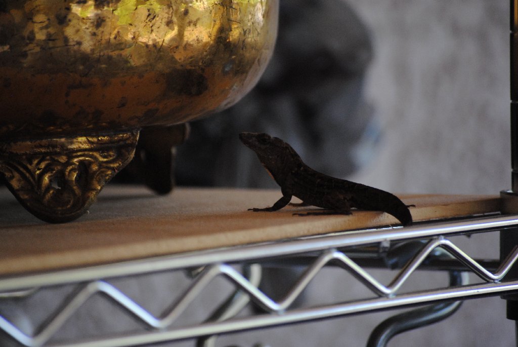 Our Pourch Lizards