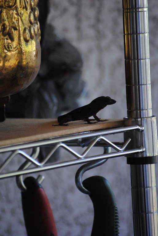 Our Pourch Lizards