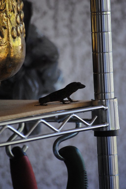 Our Pourch Lizards