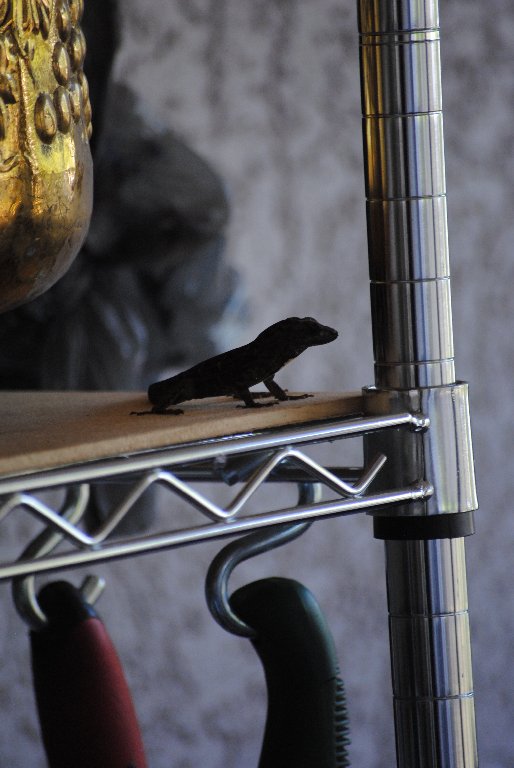 Our Pourch Lizards