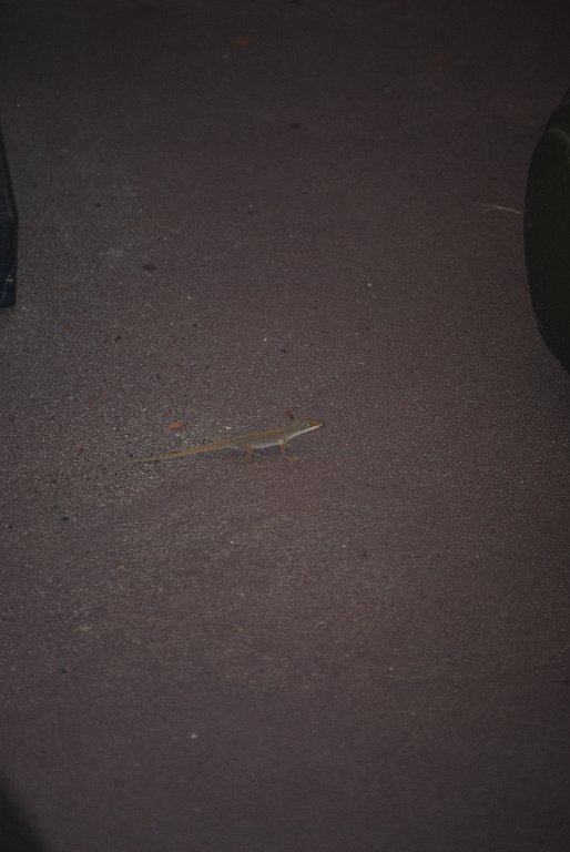 Our Pourch Lizards