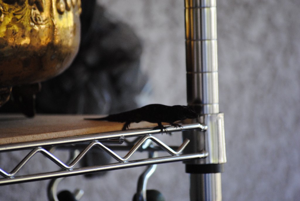Our Pourch Lizards