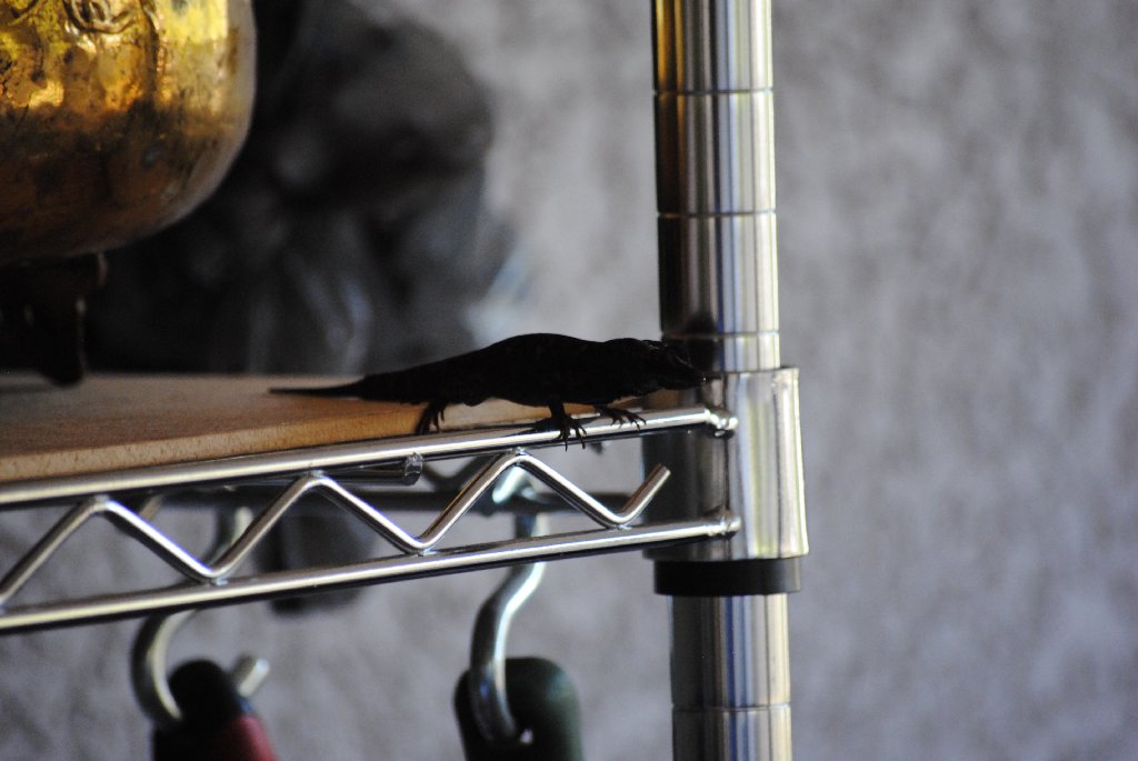 Our Pourch Lizards