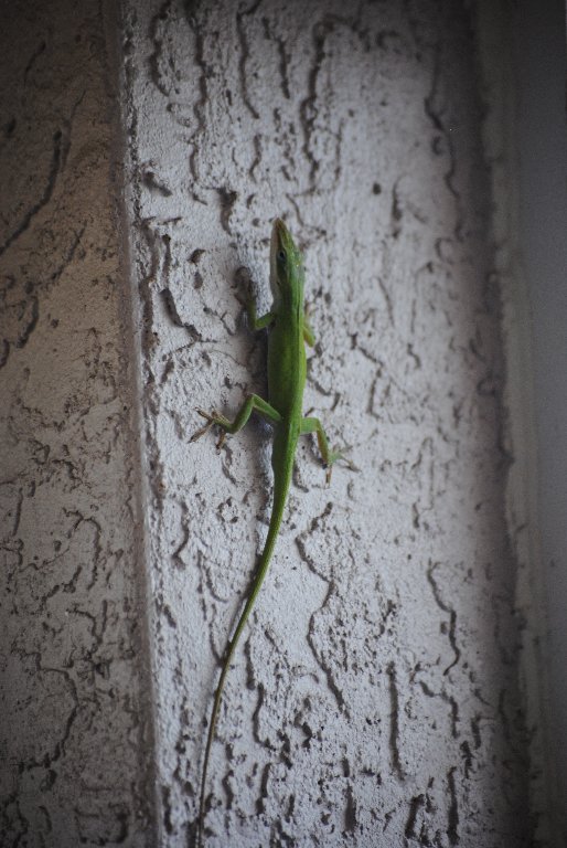 Our Pourch Lizards