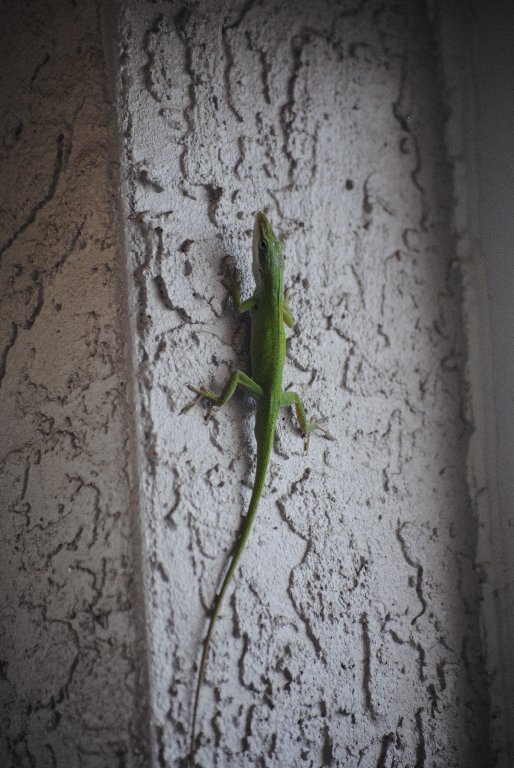Our Pourch Lizards