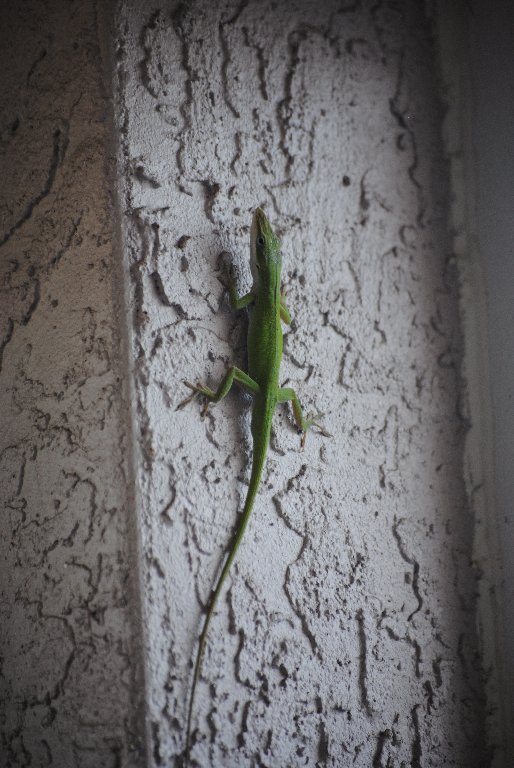 Our Pourch Lizards