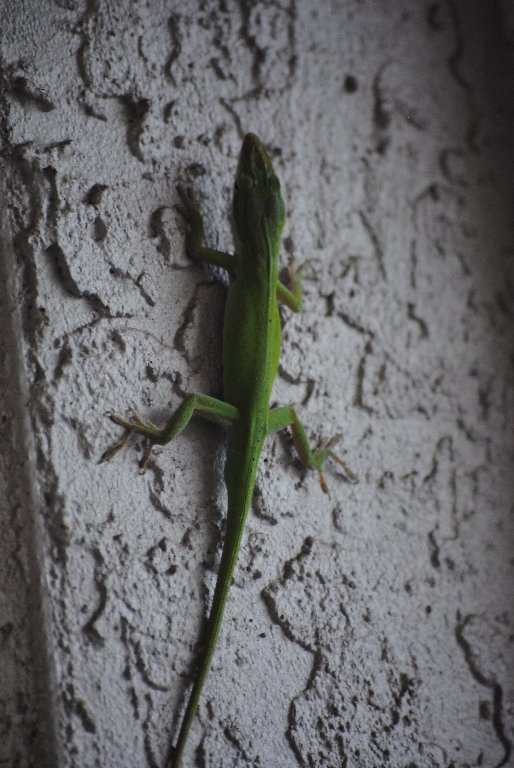 Our Pourch Lizards