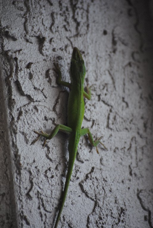 Our Pourch Lizards