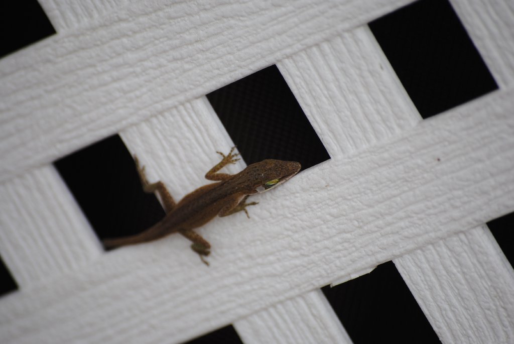 Our Pourch Lizards