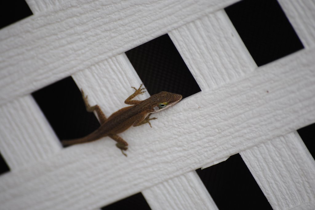 Our Pourch Lizards