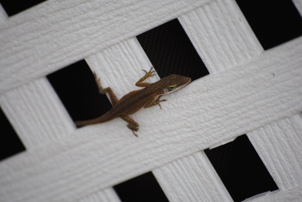 Our Pourch Lizards